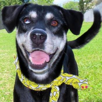 Husky Dogs Available for Adoption - Gigi D68205 | PetCurious