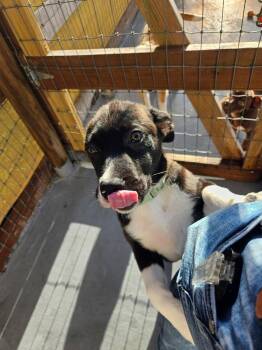 Labrador Retriever Dogs Available for Adoption - Doris | PetCurious