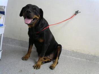 Rescue Rottweiler Dogs for Adoption in Pasadena, Texas - PENNY | PetCurious
