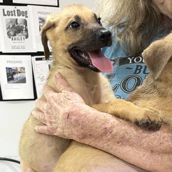 Rescue Shepherd and Black Mouth Cur Dogs for Adoption in Livingston, Texas - Indy Too | PetCurious