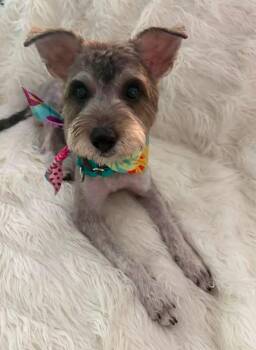 Emma -  Miniature Schnauzer Dog for Adoption in Lakewood Village, Texas - Emma | PetCurious