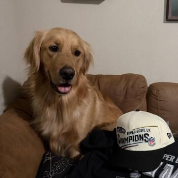 Golden Retriever Dogs Available for Adoption in Washougal, Washington - Waylon | PetCurious