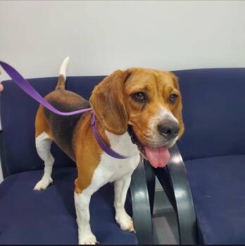 Mable -  Beagle Dog for Adoption in Costa Mesa, California - Mable | PetCurious