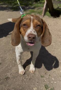 Beagle Dogs Available for Adoption in Wantagh, New York - Lucky | PetCurious