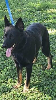 German Shepherd Dog Dogs Available for Adoption in Columbia, Illinois - Scooby | PetCurious