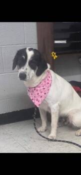 Sugar -  Border Collie Dog for Adoption in Harrodsburg, Kentucky - Sugar | PetCurious