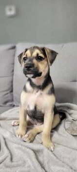 Tiana -  German Shepherd Dog and Golden Retriever Dog for Adoption in Morton Grove, Illinois - Tiana | PetCurious