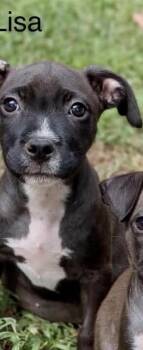Lisa  (Simpsons 3) -  Pit Bull Terrier and Mixed Breed Dog for Adoption - Lisa  (Simpsons 3) | PetCurious