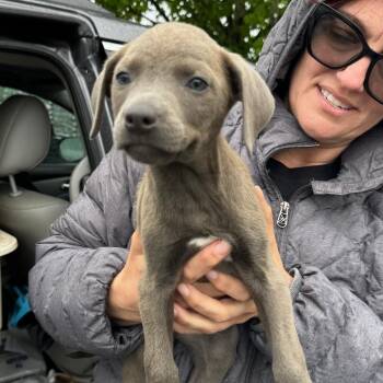 Pit Bull Terrier and Mixed Breed Dogs Available for Adoption in Stormville, New York - NY Ice Avail May 30 (Wabeeka Campground Copake NY) | PetCurious