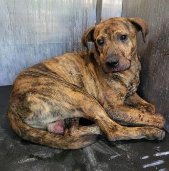 ROGER -  American Staffordshire Terrier Dog for Adoption in San Antonio, Texas - ROGER | PetCurious