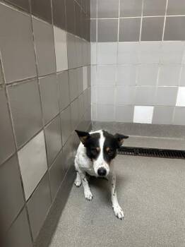 Australian Shepherd Dogs Available for Adoption in Las Vegas, Nevada - LURIA | PetCurious