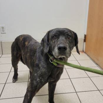 Rescue Mixed Breed Dogs for Adoption in Charleston, West Virginia - Cashew | PetCurious