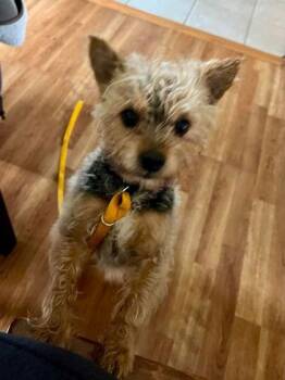 Yorkshire Terrier Dogs Available for Adoption - Olaf | PetCurious