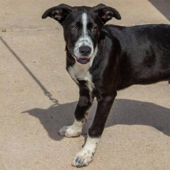 WYATT -  Labrador Retriever and Mixed Breed Dog Available for Adoption in St. Louis, Missouri - WYATT | PetCurious