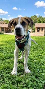 Bingo -  Foxhound and American Bulldog Dog for Adoption in Princeton, Massachusetts - Bingo | PetCurious