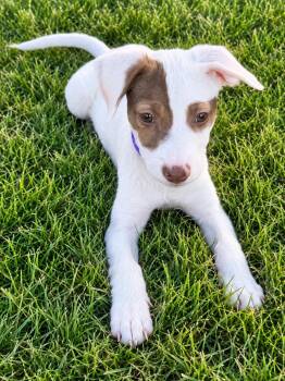 Aurora -  Mixed Breed Dog for Adoption in Park Forest, Illinois - Aurora | PetCurious