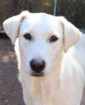 Rescue Labrador Retriever and Anatolian Shepherd Dogs for Adoption in Boerne, Texas - Prancer | PetCurious