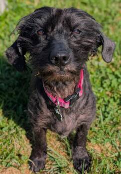 Eleanor -  Schnoodle Dog for Adoption in Lisbon, Iowa - Eleanor | PetCurious