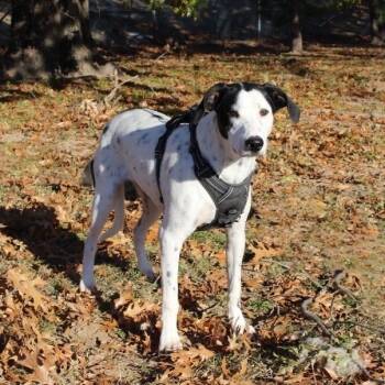 Rescue Dalmatian and Mixed Breed Dogs for Adoption in Tulsa, Oklahoma - Dip N Dots | PetCurious