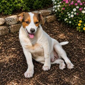 Guy 150 adoption fee -  Australian Cattle Dog Blue Heeler and Beagle Dog for Adoption in Atlanta, Texas - Guy 150 Adoption Fee | PetCurious