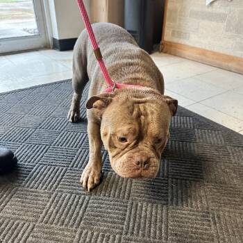 Anduin Wrynn -  Mixed Breed Dog for Adoption in Davenport, Iowa - Anduin Wrynn | PetCurious