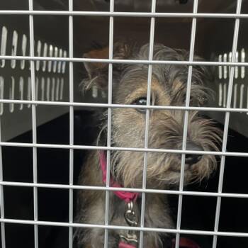 Terrier Dogs Available for Adoption in Lake Jackson, Texas - BRAZ-Stray-137009 | PetCurious