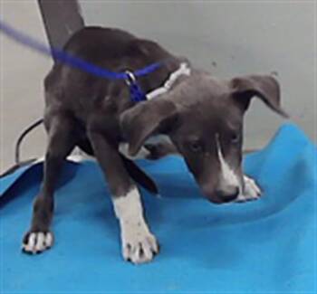 A2098325 -  Husky and Mixed Breed Dog for Adoption in Houston, Texas - A2098325 | PetCurious