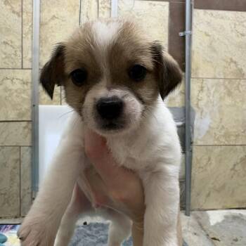 Terrier Dogs Available for Adoption - Captain | PetCurious
