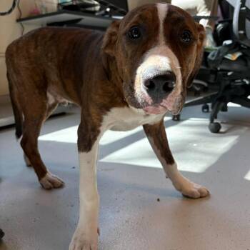 Striker -  Mixed Breed Dog for Adoption in Huntington, West Virginia - Striker | PetCurious