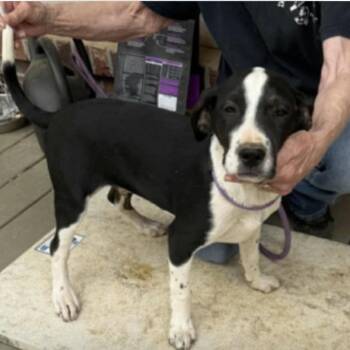 Spencer -  Mixed Breed Dog for Adoption - Spencer | PetCurious