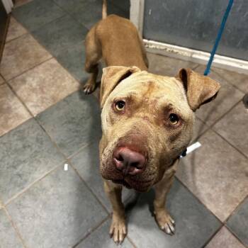 Burger Bun -  Mixed Breed Dog for Adoption in Chattanooga, Tennessee - Burger Bun | PetCurious