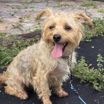 Fred -  Silky Terrier Dog for Adoption in Hobe Sound, Florida - Fred | PetCurious