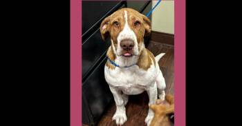 Hound Dogs Available for Adoption - Eve | PetCurious