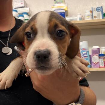 Mixed Breed Dogs Available for Adoption in Lake Jackson, Texas - Brie | PetCurious