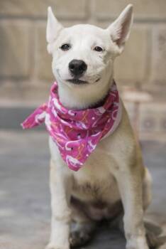 Katia -  German Shepherd Dog and Husky Dog for Adoption in Calgary, Alberta - Katia | PetCurious