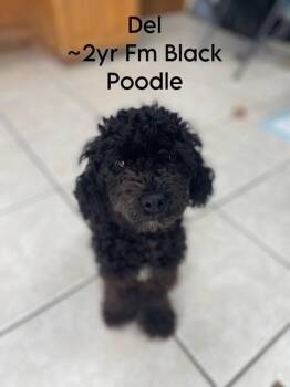 Poodle Dogs Available for Adoption - Del (Poodle Pups Mom) | PetCurious