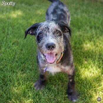 Spotty -  Standard Poodle and Mixed Breed Dog for Adoption in Hopkinton, Massachusetts - Spotty | PetCurious
