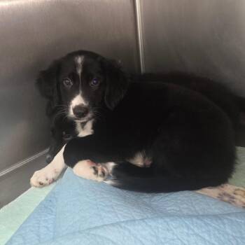 Einstein -  Great Pyrenees Dog for Adoption in Starkville, Mississippi - Einstein | PetCurious