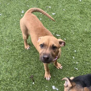 Mixed Breed Dogs Available for Adoption - Katia | PetCurious