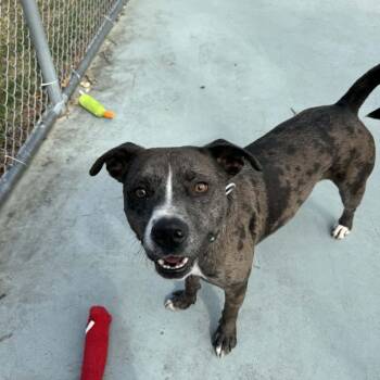 Catahoula Leopard Dog Dogs Available for Adoption - Sam | PetCurious
