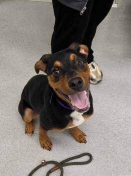 Kombucha -  Hound and Mixed Breed Dog for Adoption in Chillicothe, Ohio - Kombucha | PetCurious
