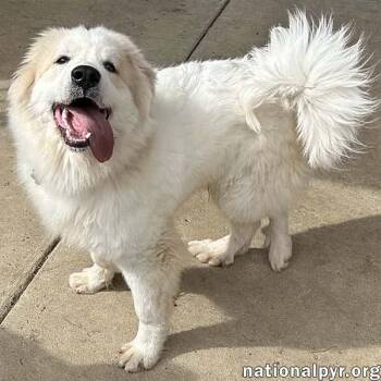 Rescue Great Pyrenees Dogs for Adoption in Beacon, New York - Zeus In TN - Playful & Silly Charmer! | PetCurious