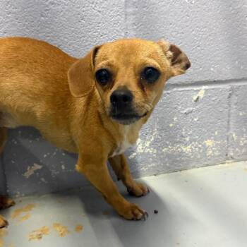 Chihuahua and Mixed Breed Dogs Available for Adoption in Kyle, Texas - SNAPPLE | PetCurious