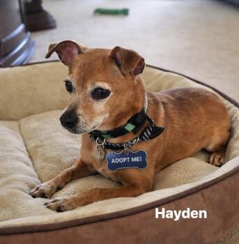 Mixed Breed Dogs Available for Adoption in Maineville, Ohio - Hayden | PetCurious