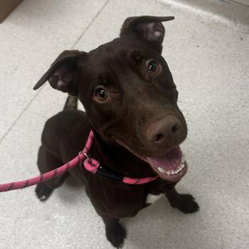 Mixed Breed Dogs Available for Adoption - Spengler | PetCurious