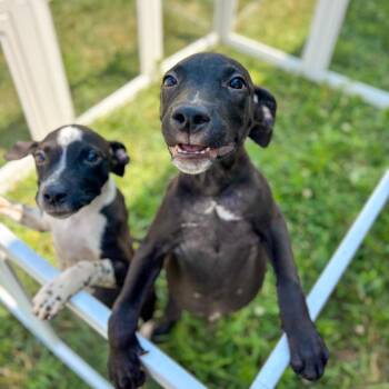 Onyx -  Mixed Breed Dog for Adoption in Springboro, Ohio - Onyx | PetCurious