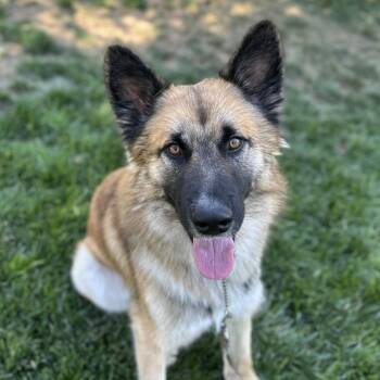 Tag - ECAS -  German Shepherd Dog and Mixed Breed Dog for Adoption in Pleasanton, California - Tag - ECAS | PetCurious