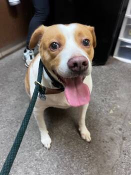 Rescue Australian Shepherd and Terrier Dogs for Adoption in Honolulu, Hawaii - Fendi | PetCurious