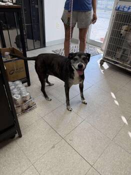 Rescue Pit Bull Terrier Dogs for Adoption in Sorrento, Louisiana - Genevieve | PetCurious