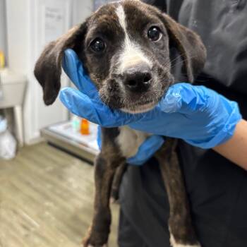 Rescue Mixed Breed Dogs for Adoption in Summerville, South Carolina - Kris | PetCurious